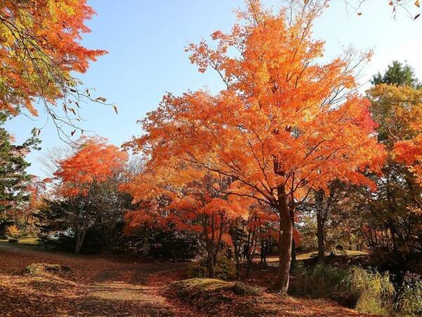 Goto紅葉 あなたをこのまちにつれて行きたいツアー 道南no1の紅葉を2か所 リンゴ狩りとシュークリーム作り体験 年9月25日 エキサイトニュース