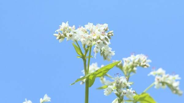 まるで桃源郷 徳島県三好市東祖谷の そばの花 が見頃です 年9月25日 エキサイトニュース