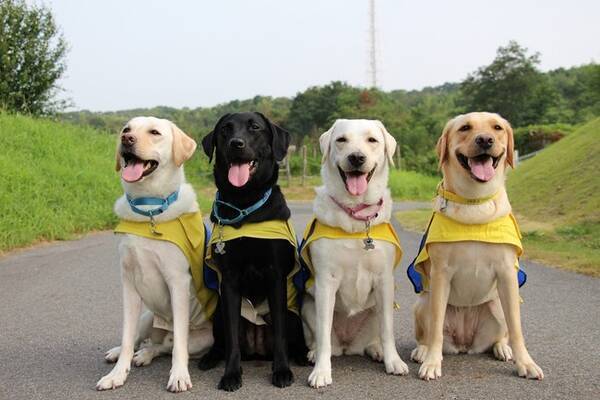 全国でわずか62の介助犬ペア 介助犬使用者の集いをオンラインで初開催 過去最多の15ペアが集結 年10月7日 エキサイトニュース