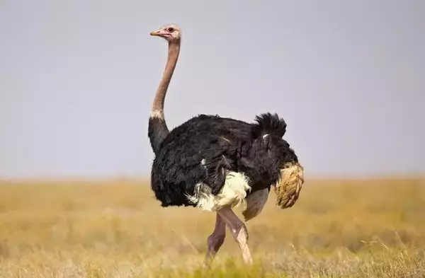 話題の『ダチョウ卵黄エキス』配合コスメ。株式会社ヘッドスプリングでお取り扱い開始＆お取り扱いクリニック様募集スタート！！