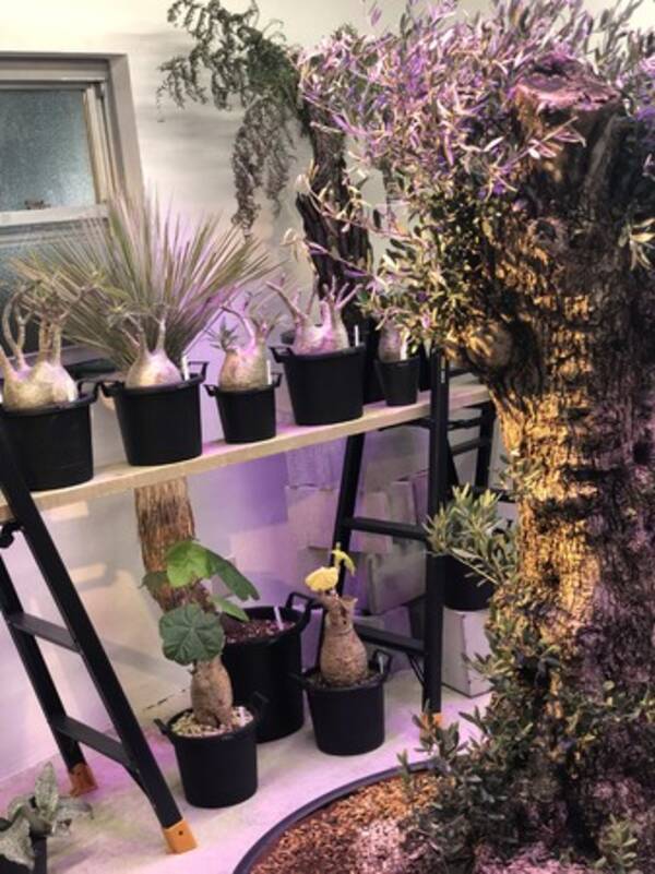 Newopen 世界から取り寄せられた珍しい植物だけを販売する男前植物専門店 植物base 大阪府茨木市 年10月17日 エキサイトニュース