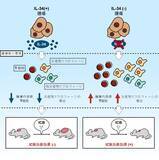 「腫瘍由来IL-34は免疫チェックポイント阻害療法の効果を抑制する」の画像1