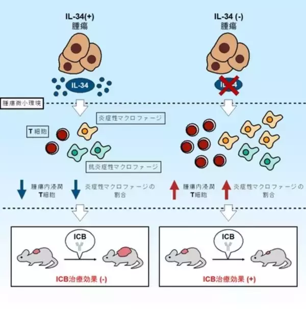 腫瘍由来IL-34は免疫チェックポイント阻害療法の効果を抑制する