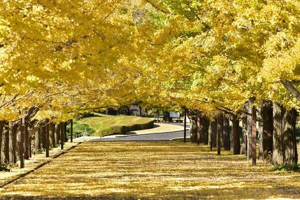 年11月29日 日 まで 黄葉紅葉まつり 秋の夜散歩 を開催中 国営昭和記念公園 年11月9日 エキサイトニュース