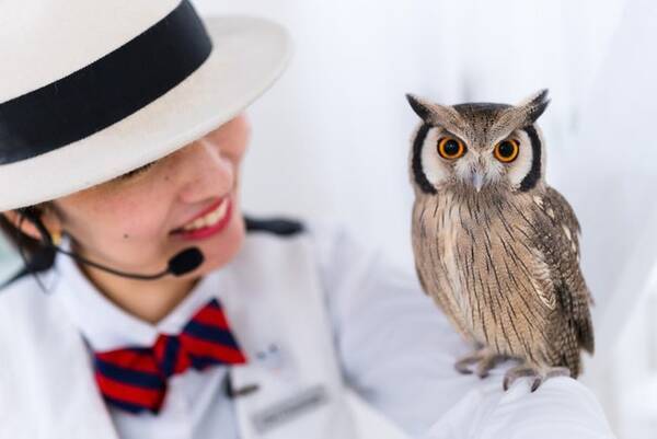 世界のファンに届け アキバフクロウ 東京 Owl Cafe Akiba Fukurou が Japan Tomorrowで海外向けクラウドファンディングに挑戦 年11月9日 エキサイトニュース