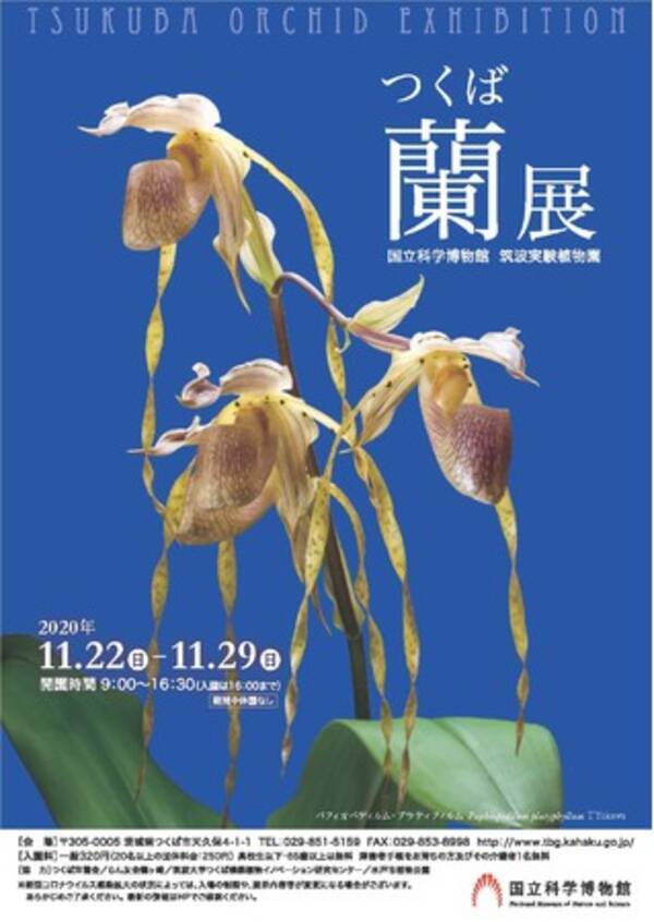 国立科学博物館 筑波実験植物園 つくばで世界の珍しいランが咲きます 約500種類の見ごろの花々を大公開 つくば蘭展 11 22 日 から開催 年11月19日 エキサイトニュース