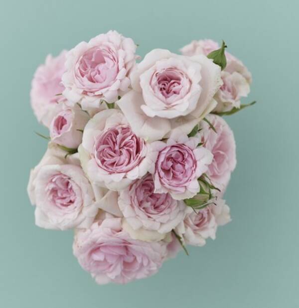 Instagram Twitterプレゼントキャンペーン 花のある暮らしを提唱している 花時間 から 花時間 という名前のバラがデビュー これを記念して 花器とバラのセットを2名様にプレゼント 年11月19日 エキサイトニュース
