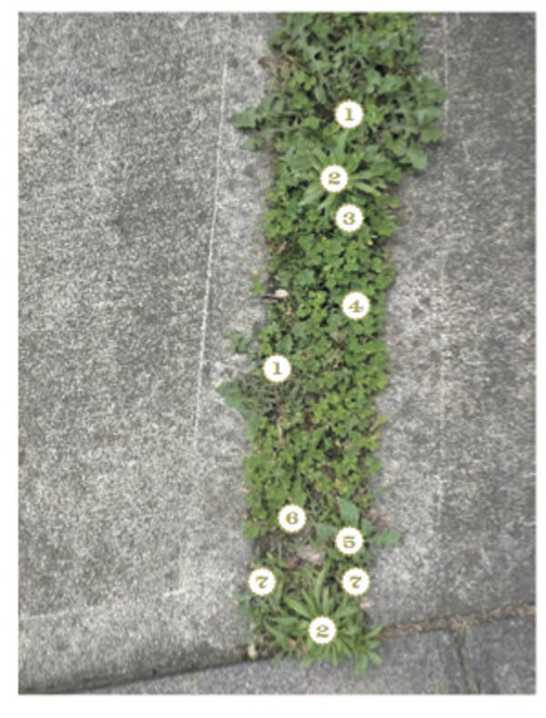 樹木医が教える 半径100mの小さな宇宙 やけに植物に詳しい僕の街のスキマ植物図鑑 12 17発売 年12月8日 エキサイトニュース