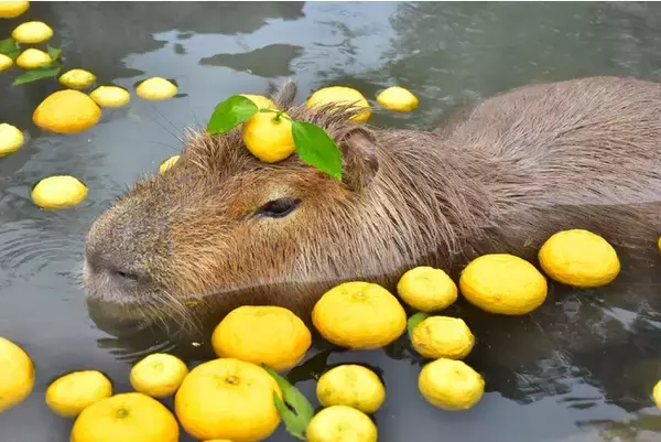 冬至！カピバラも“ゆず湯”で風邪予防?!　恒例「カピバラのゆず湯」開催