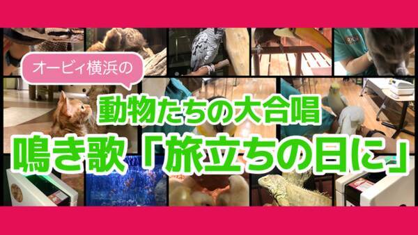 ネコやインコ ヒヨコなど計10種の動物たちが 旅立ちの日に を大合唱 動物たちの 鳴き 声の可愛らしさと閉館を前に思わず 泣き たくなる オービィ横浜 鳴き歌動画 を本日公開 年12月18日 エキサイトニュース