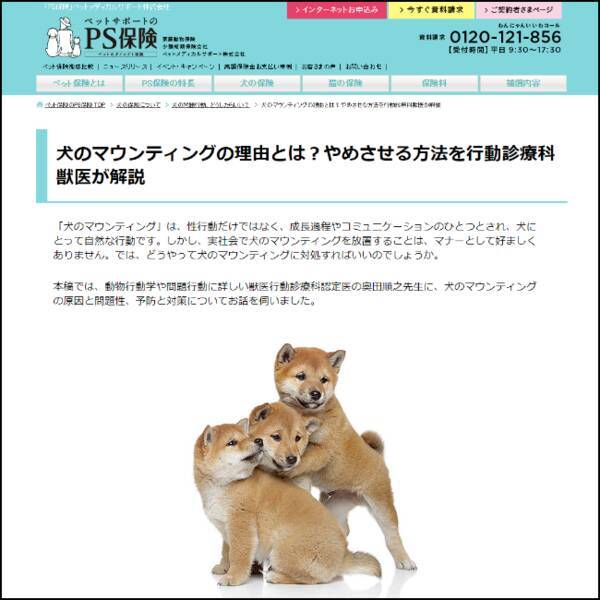 犬の問題行動 犬のマウンティング ウェブコンテンツ公開 ペット保険 Ps保険 年12月23日 エキサイトニュース