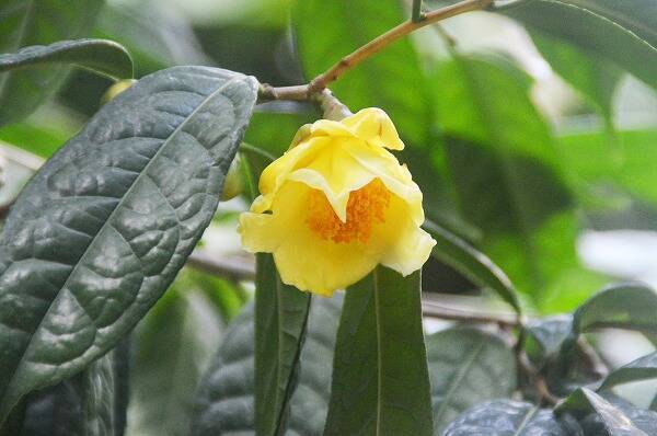 新春にぴったりの黄金ツバキ 金花茶 キンカチャ が開花中 小田原フラワーガーデン 年12月25日 エキサイトニュース