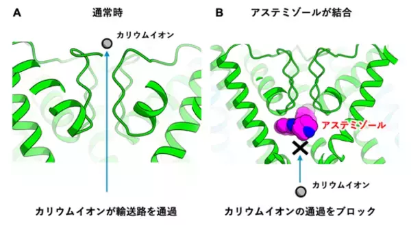 副作用原因タンパク質 hERG チャネルと薬剤の複合体構造を明らかにすることに成功−重篤な副作用の回避にもクライオ電子顕微鏡解析が役立つ−