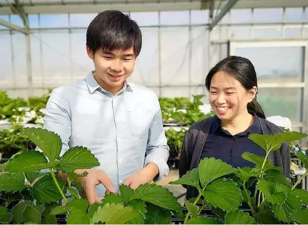 イチゴ栽培の新革命！設備投資を抑え、生産効率をアップさせるイチゴ立体栽培の導入を支援！