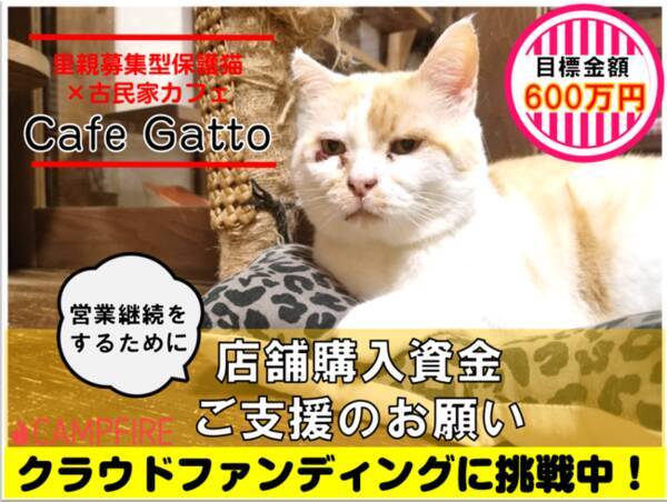 保護猫の居場所と里親さんとの出会いの場所を守る 里親募集型保護猫 古民家カフェcafegattoが店舗購入資金調達のためのクラウドファンディングに挑戦中 追加リターンも発表 21年1月19日 エキサイトニュース