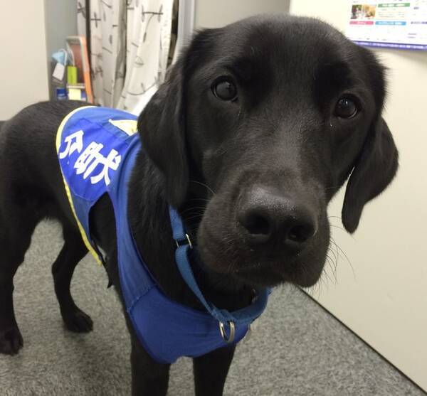 介助犬pr犬を引退 発達障害をもつ男の子のご家族の一員に 日本介助犬協会 21年2月19日 エキサイトニュース