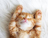 「2月22日（にゃん・にゃん・にゃん）は猫の日！お風呂屋さんが「猫ちゃんのお風呂事情調査」を開始！」の画像1