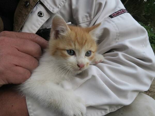 2 22 猫の日 記念 ネコちゃんに癒される 旅猫ロマン 傑作選 第2話 旅チャンネルで放送 21年2月24日 エキサイトニュース