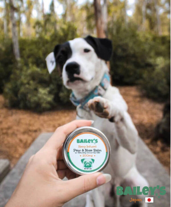 ぷにぷに肉球続出 ペット用cbdブランドbailey S ベイリーズ の肉球くりーむが発売開始1週間で完売 3月5日 金 より次回入荷分の予約受付開始 21年3月4日 エキサイトニュース