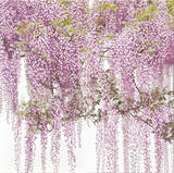 「神戸ファッション美術館は、4月10日(土)から特別展「吉村芳生～超絶技巧を超えて～」を開催いたします。」の画像1