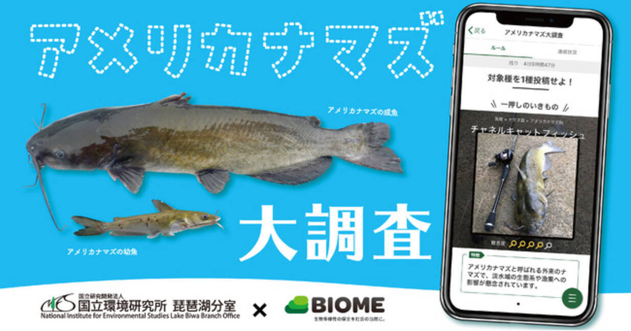 国立環境研究所 Biome スマホアプリを用いた外来魚 アメリカナマズ の全国調査を実施 21年3月25日 エキサイトニュース