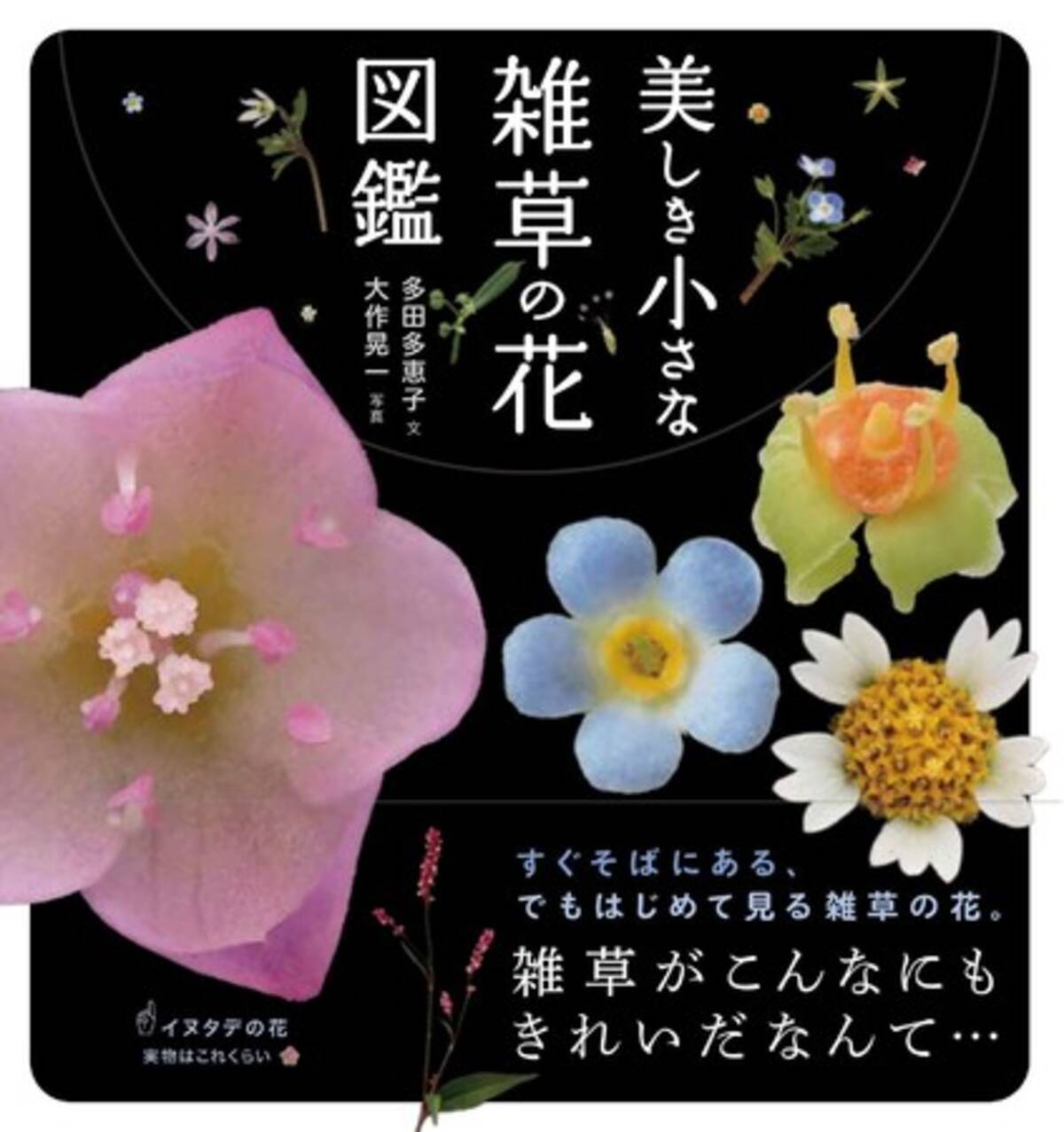 オンライン講座 ベストセラー 美しき雑草の花図鑑 作者 植物生態学者の多田多恵子先生と 五感を駆使して一緒に植物を観察しながら 生の知識を身につけます ｎｈｋ文化センター 21年3月31日 エキサイトニュース