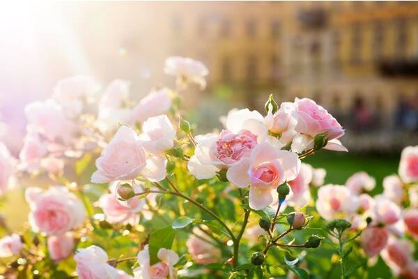 毎年大好評のファンケル銀座スクエア 春のローズガーデン を4月24日 土 から開催 21年4月16日 エキサイトニュース