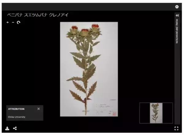 薬学研究者が生涯をかけて収集した植物標本画像をウェブ公開　薬用植物など約4万8千点を楽しめる