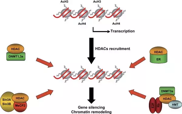 「ヒストンデアセチラーゼ阻害剤市場ークラス別、アプリケーション別、および地域別ー世界の業界分析、傾向、市場規模、および予測2025年」の画像