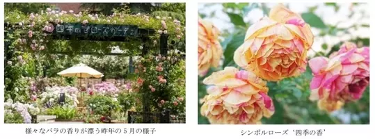 花屋が運営する練馬区立 四季の香ローズガーデン21年5月1日 土 リニューアルオープン 21年2月4日 エキサイトニュース