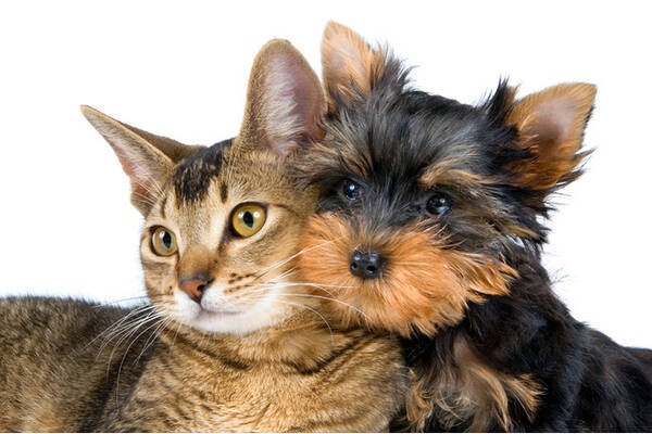 むぎ の人気が急上昇 今年は犬 猫共に同じ名前が１位に ペットの名前ランキング21 うさぎ ネズミ 鳥のランキングやキラキラネームも公開 21年5月13日 エキサイトニュース