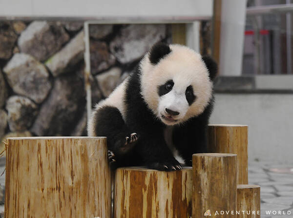 Smile Birth Project 命のバトンを 希望のバトンへ ジャイアントパンダの赤ちゃん 楓浜 ふうひん が生後半年を迎えます 21年5月14日 エキサイトニュース