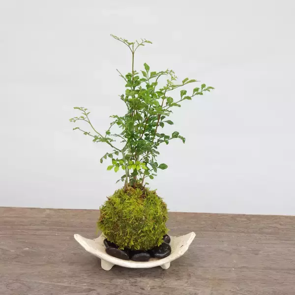 千代田区立九段生涯学習館　すぽすたちよだ　スタディプログラム6月