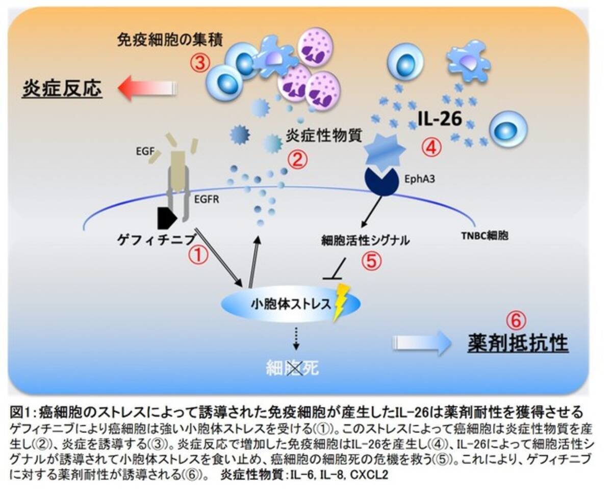 難治性乳癌の抗がん剤への薬剤耐性獲得のメカニズムを解明 2021年5月24日 エキサイトニュース