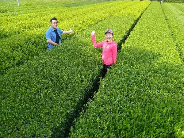 「池袋から１時間【茶畑セラピー開始】自ら摘んだ茶を五感で味わう」の画像