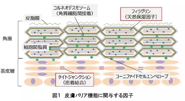 ユーカリ油に表皮バリア機能を亢進する作用を解明―表皮保湿因子の発現と皮膚バリア関連因子の産生を促進する新技術―