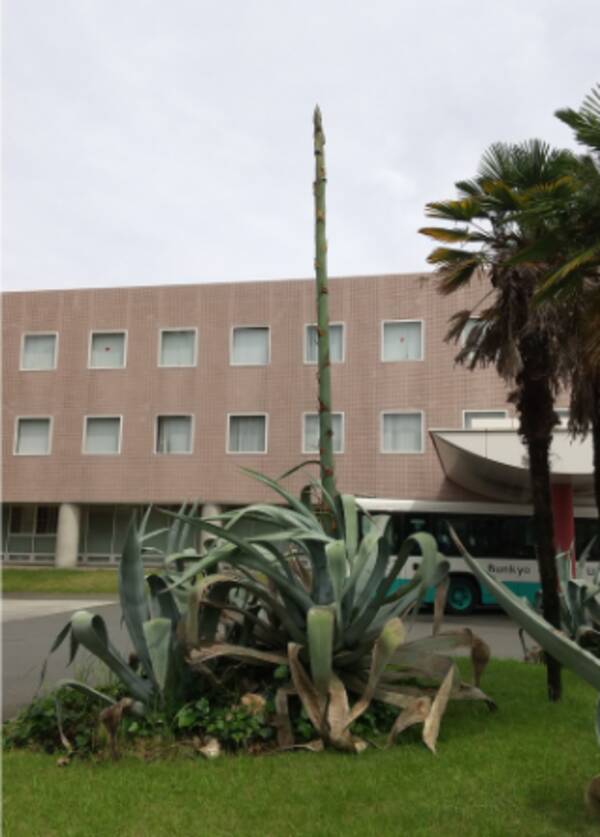 50年に1度咲くといわれる奇跡の花 文京学院大学 ふじみ野キャンパス内のリュウゼツラン 開花の兆し 21年6月4日 エキサイトニュース