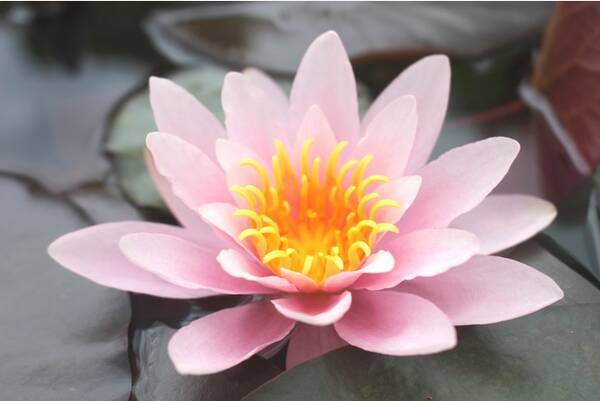 朝に花開く美しいスイレンが見頃に スイレン展 21年6月15日 火 7月4日 日 開催 草津市立水生植物公園みずの森 21年6月7日 エキサイトニュース