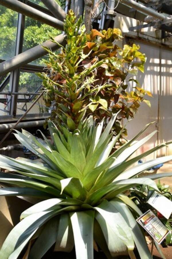 10年に1度開花する 皇帝アナナス の花が開花中 小田原フラワーガーデン 21年6月8日 エキサイトニュース