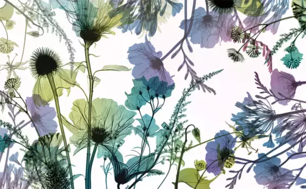  花のレントゲン写真で作るフラワーパターンのデザインブランド「memorif.」発表のお知らせ