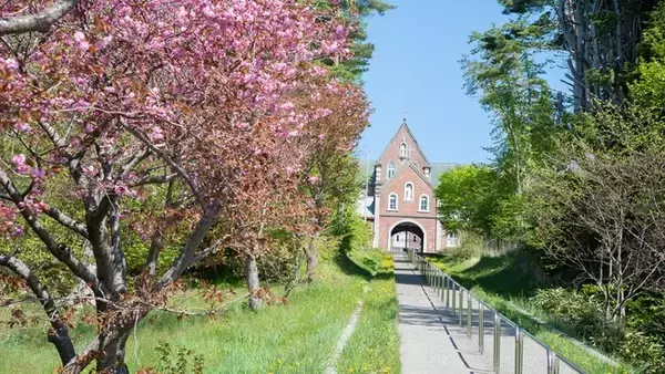 絶景の桜が満開の北斗市を特集「まるごと！北海道」（旅チャンネル）
