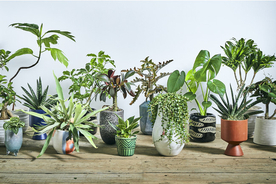 【植物を使った空間デザインブランドparkERs（パーカーズ）】居住空間をこだわりの観葉植物で充実を。青山フラワーマーケット オンラインショップで観葉植物の販売をスタート