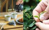 「調査「Q.日本茶（緑茶、番茶、玄米茶など）を飲む頻度は？」、フェリシモ モノコトづくりラボが結果発表。特別なお茶を楽しむ豊かな時間、セレクトショップFu's Noteで「健一自然農園」のお茶も販売中」の画像1