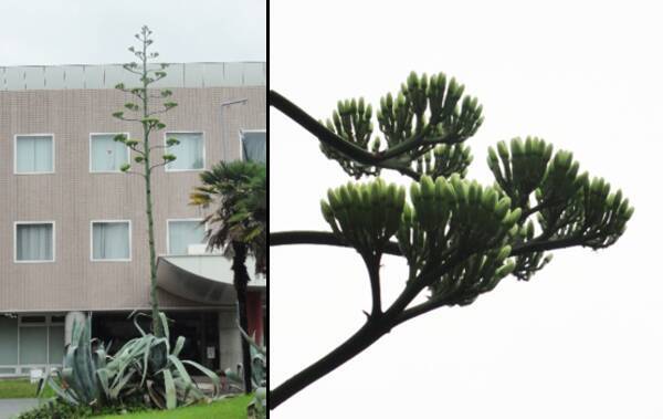 感染対策を講じて７月１日 木 より一般公開へ 文京学院大学 ふじみ野キャンパス内リュウゼツラン開花目前 21年7月1日 エキサイトニュース