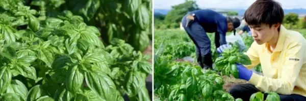 セゾンファクトリー自社農園バジルを使った「朝摘みバジルのジェノベーゼとパスタセット」7月1日（木）より順次予約受付開始！