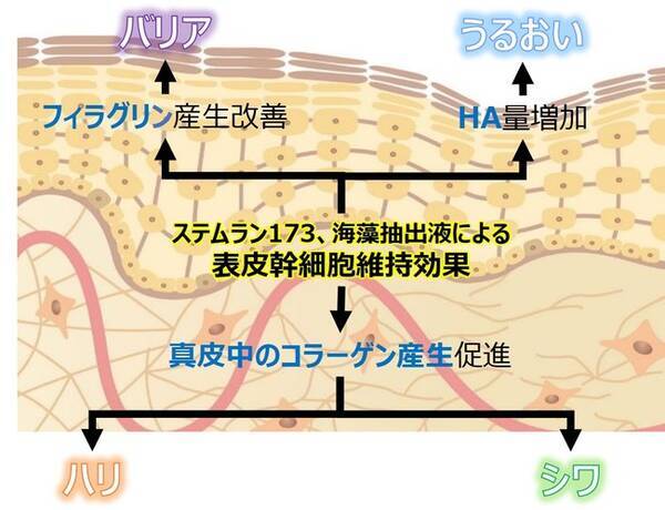 資生堂 表皮幹細胞の維持が真皮コラーゲン線維の再生に寄与することを確認 肌の若返り に近づく有用成分に新たな効果を発見 21年7月2日 エキサイトニュース