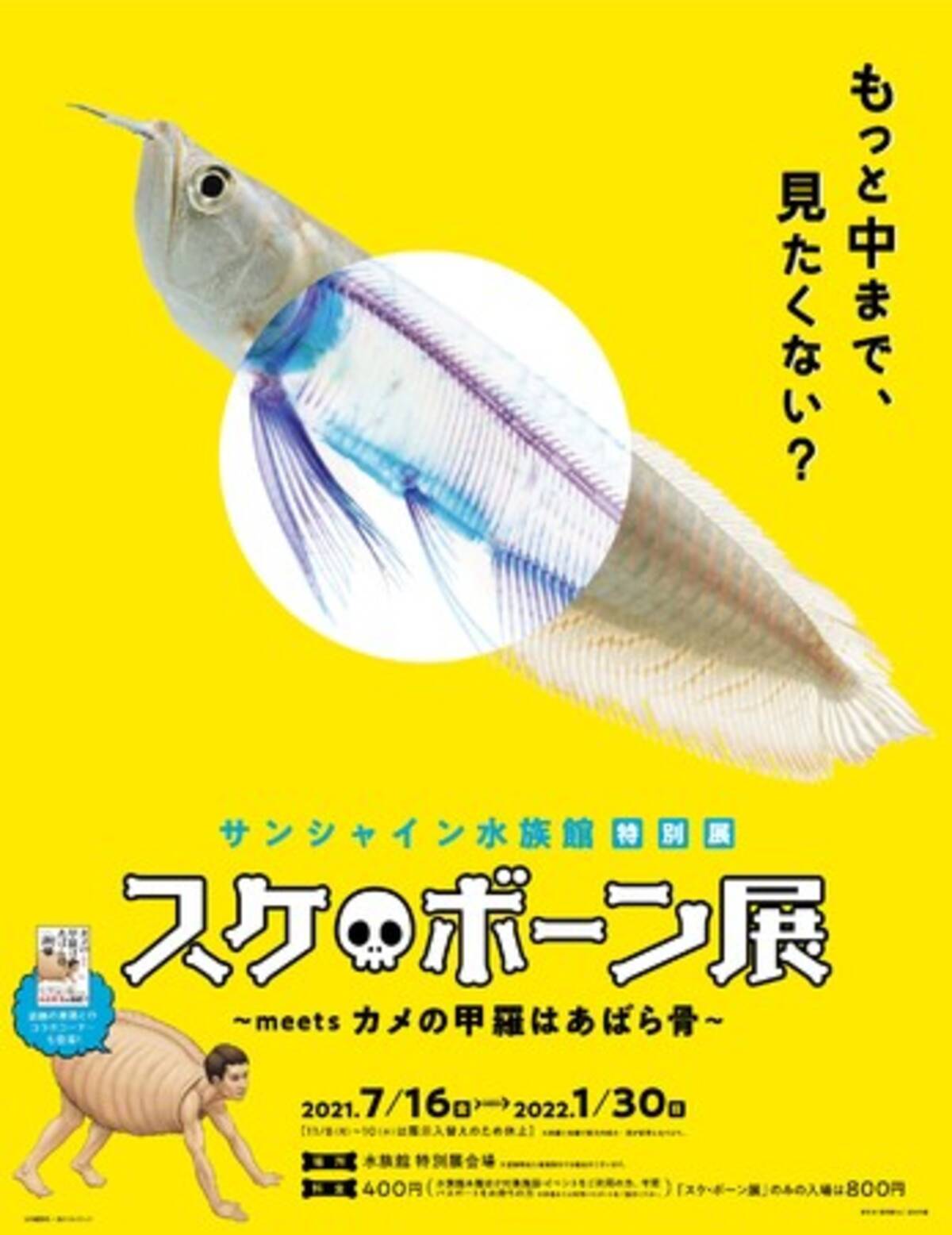 サンシャイン水族館 特別展 スケ ボーン展 Meets カメの甲羅はあばら骨 21年7月12日 エキサイトニュース 5 10