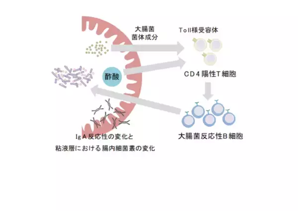 酢酸による免疫グロブリンAの機能制御