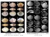 「【国立科学博物館】「忘れ貝」可憐な新種とそのゆくえ　万葉集・土佐日記にいう貝たちの「もののあはれ」と「鎖国の名残」」の画像1