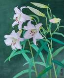 「「『華の会』日本画展」大丸心斎橋店 アールグロリュー ギャラリー オブ オーサカ」の画像1